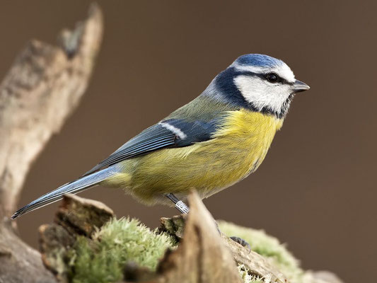 Blaumeise