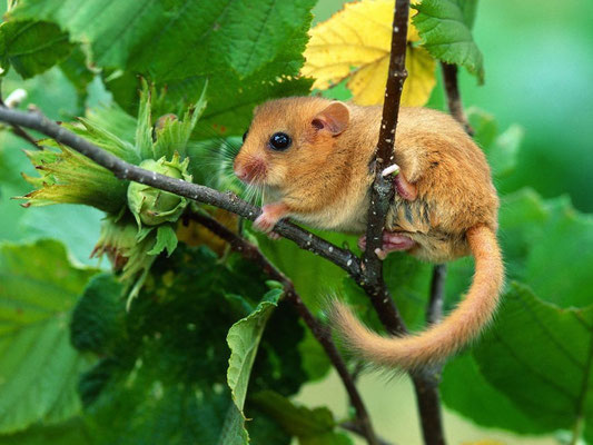 Haselmaus