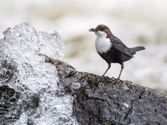 Wasseramsel