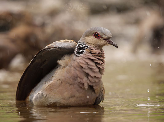 Zomertortel in bad (Boshut) - European Turtle Dove in bath (Forest hide). 