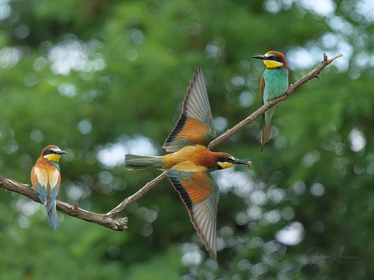 Bijeneters (Bijeneterhut) - European Bee-eaters (Bee-eater hide).