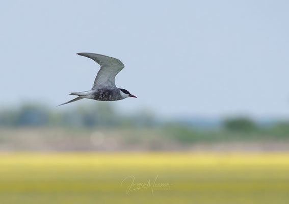 Witwangstern in vlucht (Hortobagy) - Whiskered Tern in flight (Hortobaby).