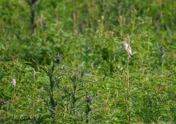 Bosrietzanger - Old World Warbler.