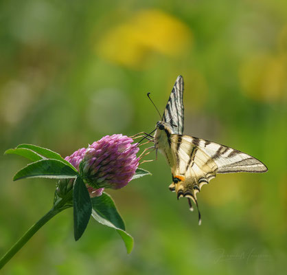 Koningspage - Scarce Swallowtail.