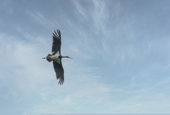 Zwarte Ooievaar - Black Stork.