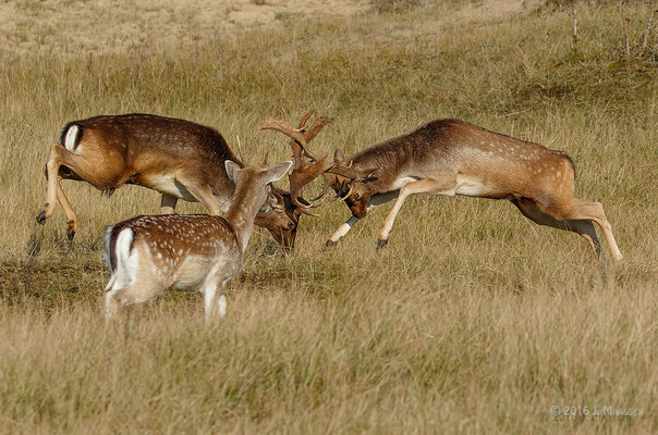 Vechtende damherten, spitser kijkt toe - Fighting fallow deers, young buck is watching.