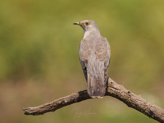 Koekoek (Veldhut) - Common Cuckoo (Field hide).