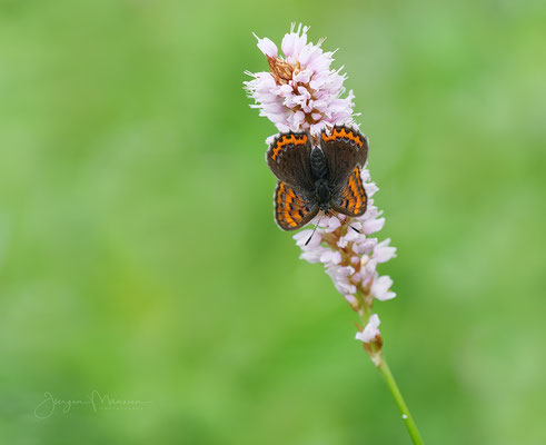 Blauwe Vuurvlinder - Violet Copper.