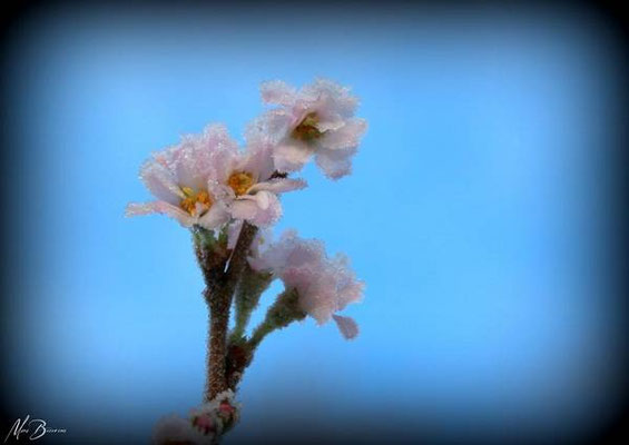 Bee-dom-0543