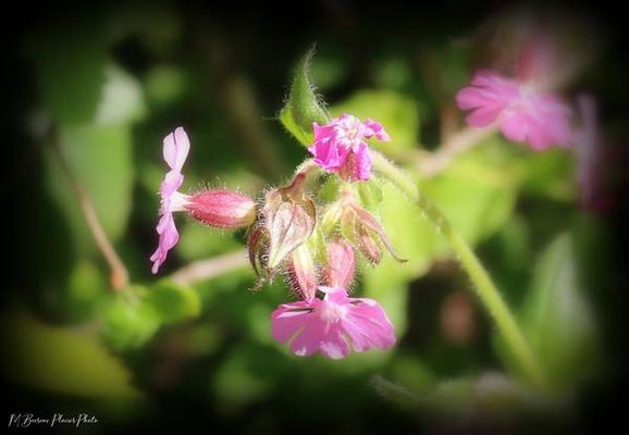 Bee-dom-0642