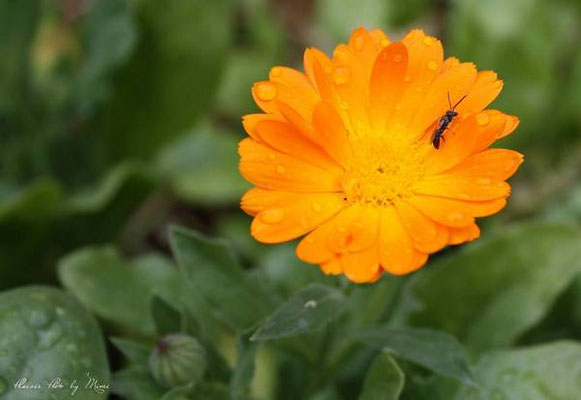 Bee-dom-0162