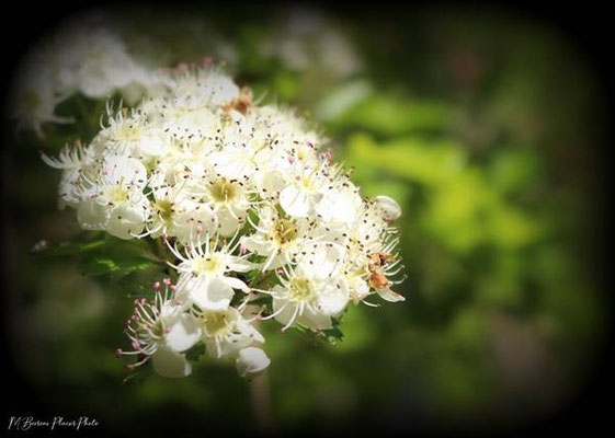 Bee-dom-0643