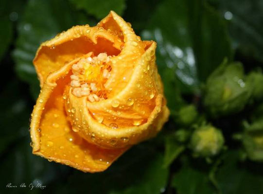 Bouton d'hibiscus Bee-dom-0150