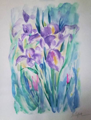  Les iris - Cap-nel-0066