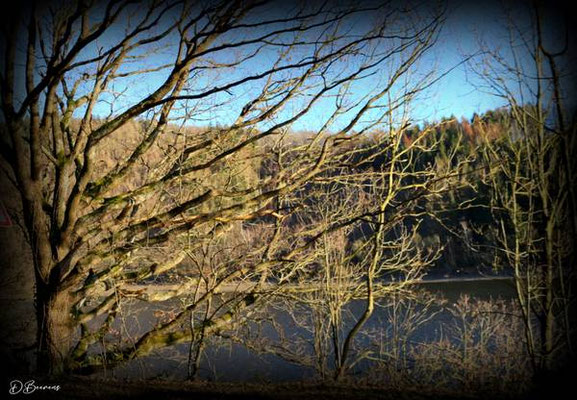 L'Eifel Bee-dom-0848