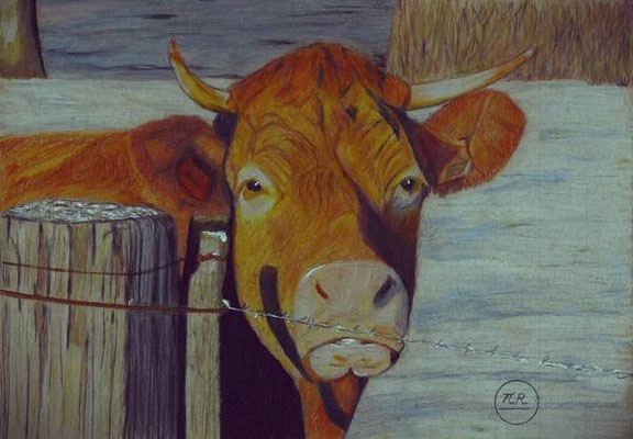 Bay-pie-0161