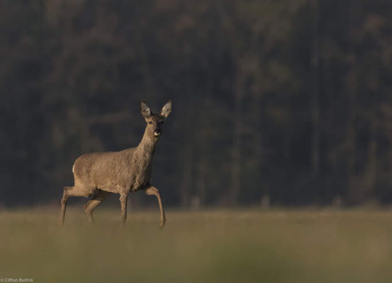 Capreolus Capreolus 