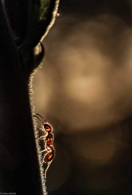 Macro