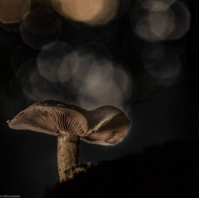 Macro