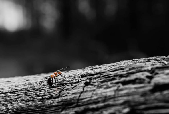 Macro 