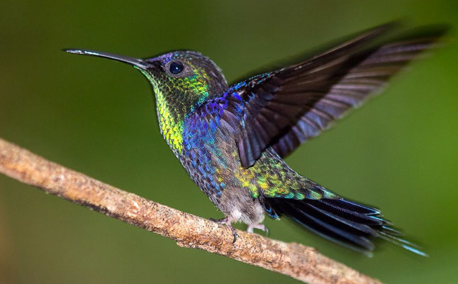 Violettkronennymphe in Costa Rica (Foto: Winfried Rusch/NABU-naturgucker.de)