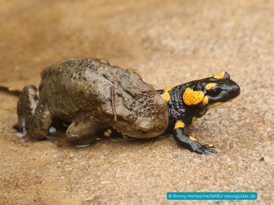 Erdkröte auf Feuersalamander: Werden so Gelbbauchunken gemacht? Nein, natürlich nicht – aber es kommt öfters vor, dass Frösche oder Kröten sich auch mit anderen Arten zu paaren versuchen.