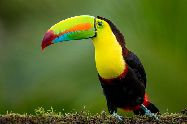 Fischertukan in Costa Rica (Foto: Winfried Rusch/NABU-naturgucker.de)