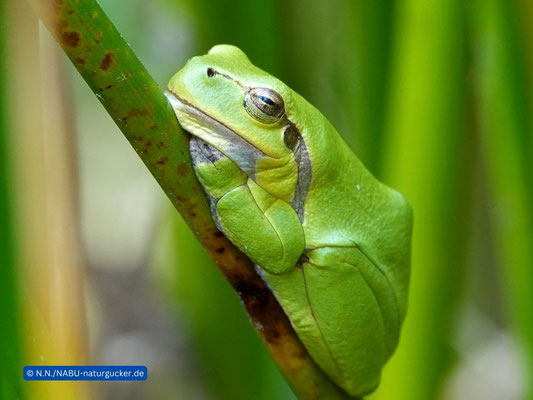 Gechillter Laubfrosch im Geäst. Laubfrösche sind wahre Klettermeister mit ihren Saugnäpfen an den Zehen. 