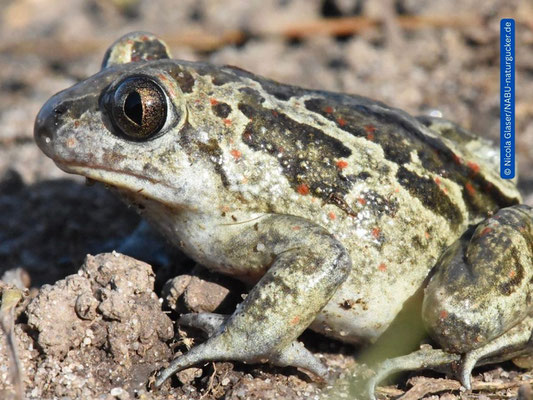 Knoblauchkröten verdanken ihren Namen dem nach Knoblauch riechendem Sekret.  Das abgegebene Sekret dient der Feindabwehr der eher nachtaktiven Tiere.