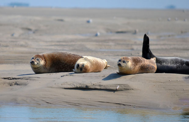 Activités en Baie de Somme