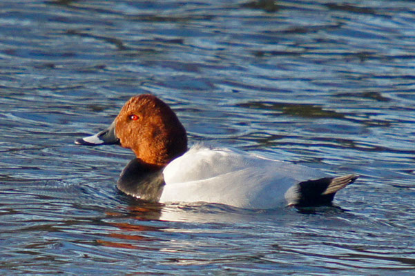 wintertaling