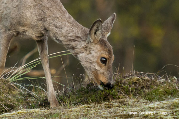ree verliest wintervacht 