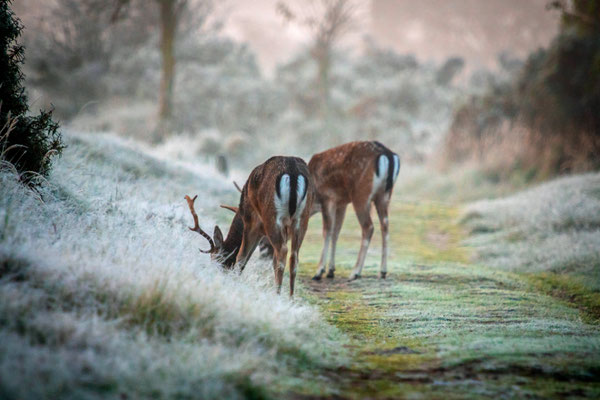 Herten in het gras met douw 