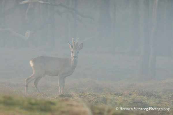 Herten in de mist