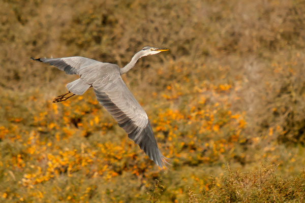 Reiger