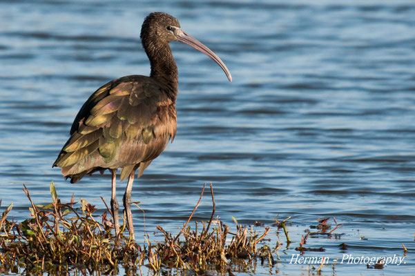 Zwarte ibis.