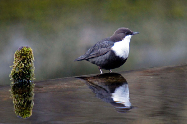 waterspreeuw