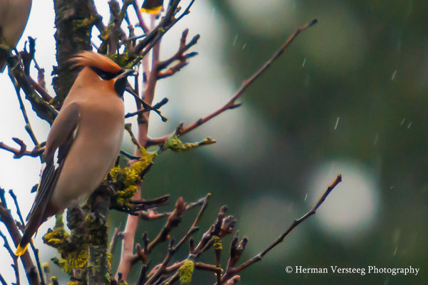 pestvogel in regen,
