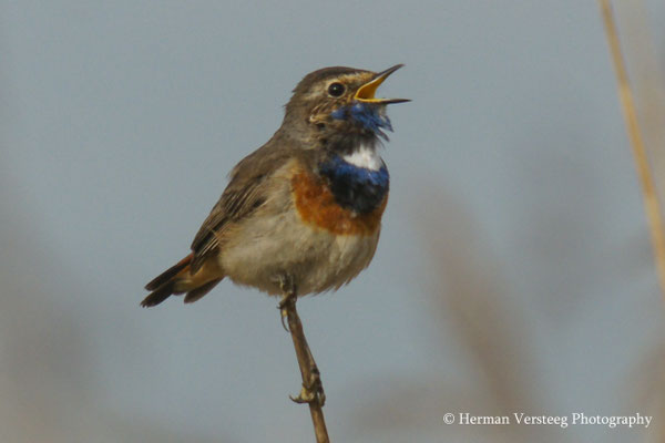 Blauwborst.