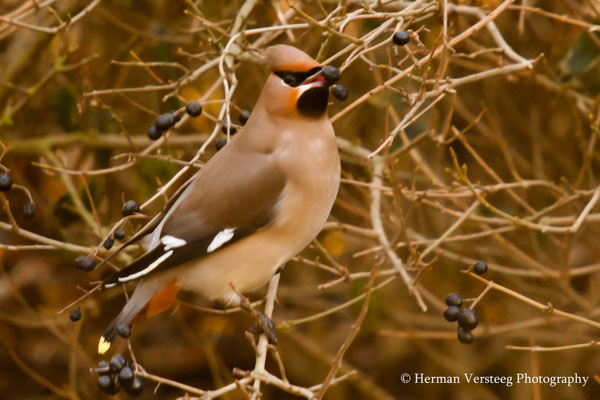 pestvogel eet besjes