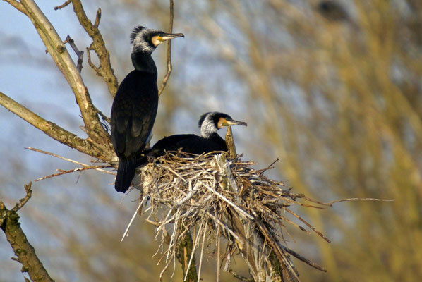 Nest aalscholvers.