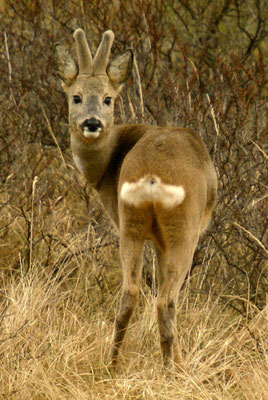 Ree bok
