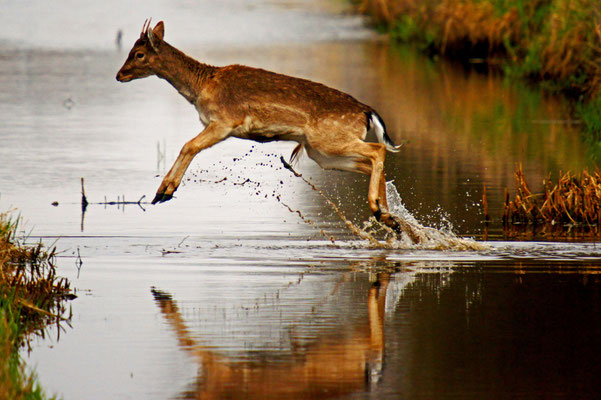 Hert springt over water 