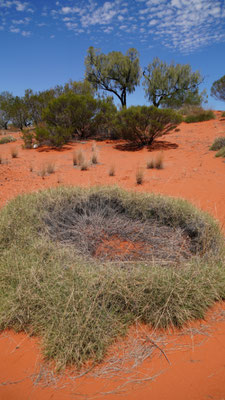 Farbenvielfalt im Outback