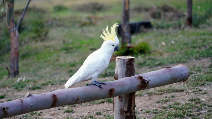 Cockatoos are better than alarm clocks