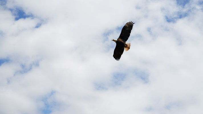 Seeadler