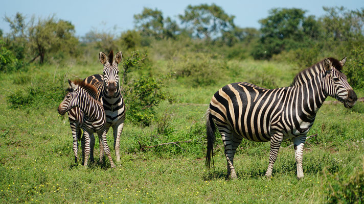 Zebras