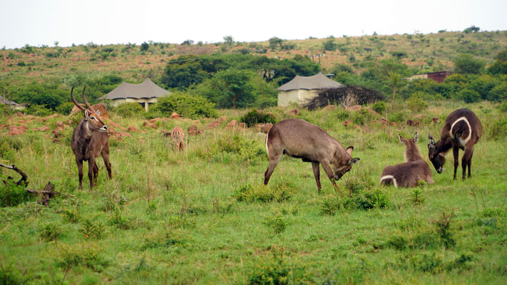 Waterbuck