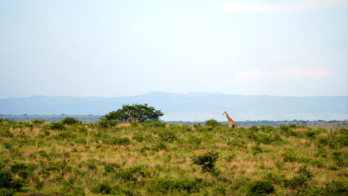 Giraffe in der tollen Landschaft