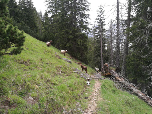Schneidjoch